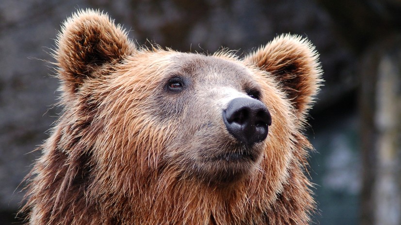 Потерявшийся в одном из лесов США мальчик рассказал о дружбе с медведем