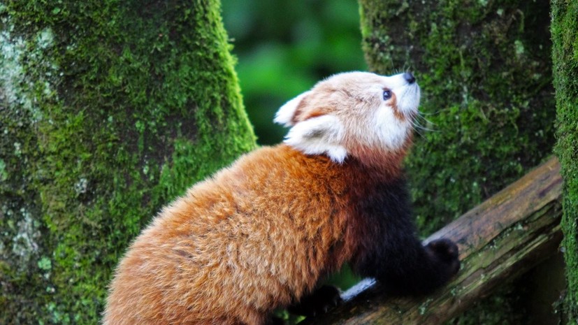Сбежавшая из зоопарка Белфаста красная панда найдена