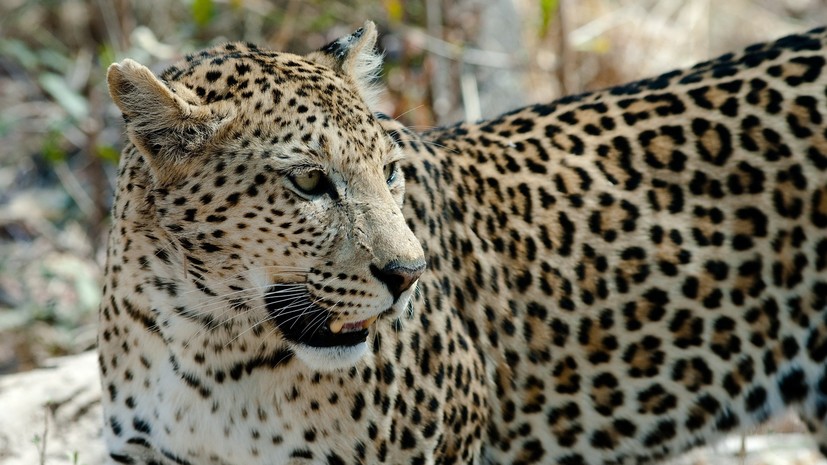 В Кавказском заповеднике рассказали о гибели леопарда