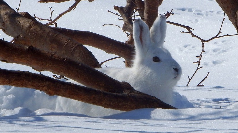 В Татарстане создали заказник для восстановления численности зайцев-беляков