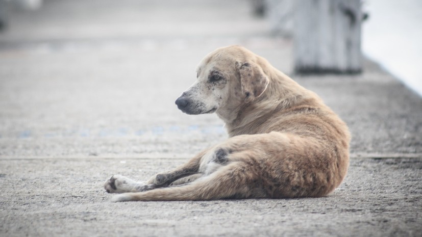 В Татарстане завели дело по факту гибели более 500 собак