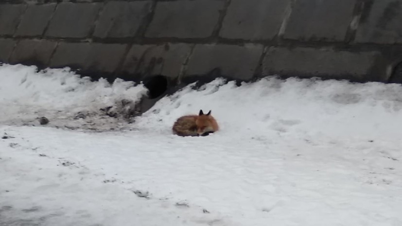 В Москве спасли застрявшую на льдине лису