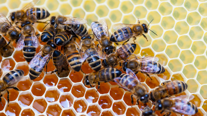 Пчелиная арифметика: насекомые оказались способны выполнять простейшие математические операции