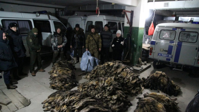 На Ямале задержали двух браконьеров, перевозивших более 1400 шкур соболей