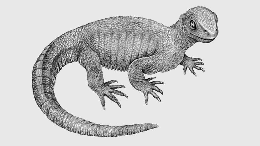 Болезнь времён динозавров: учёные обнаружили раковые клетки в останках древней рептилии