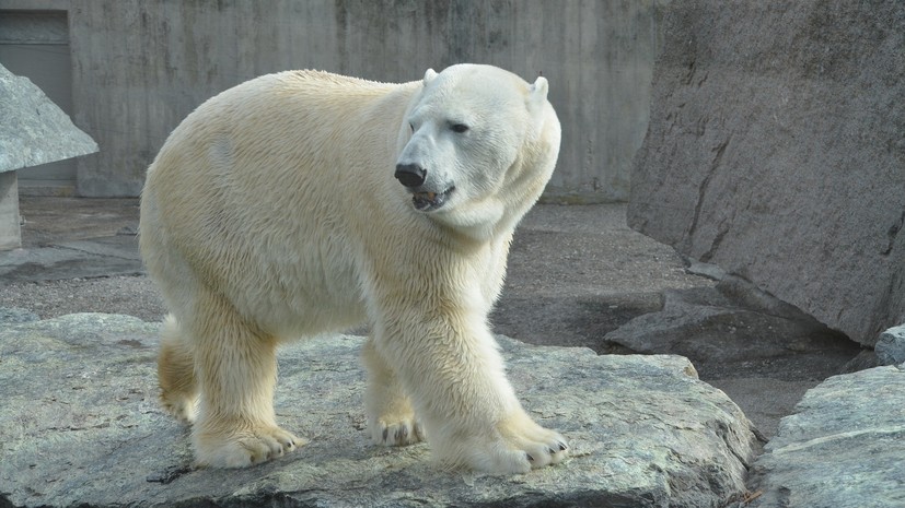 На Новой Земле белых медведей вывезут за пределы поселений