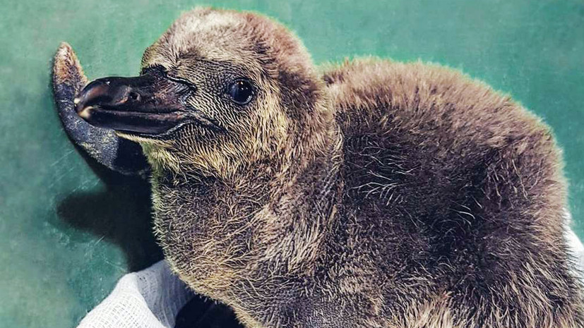 Первые в 2019 году птенцы появились в Московском зоопарке