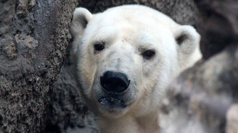 WWF предложил решение проблемы нашествия белых медведей на Новой Земле