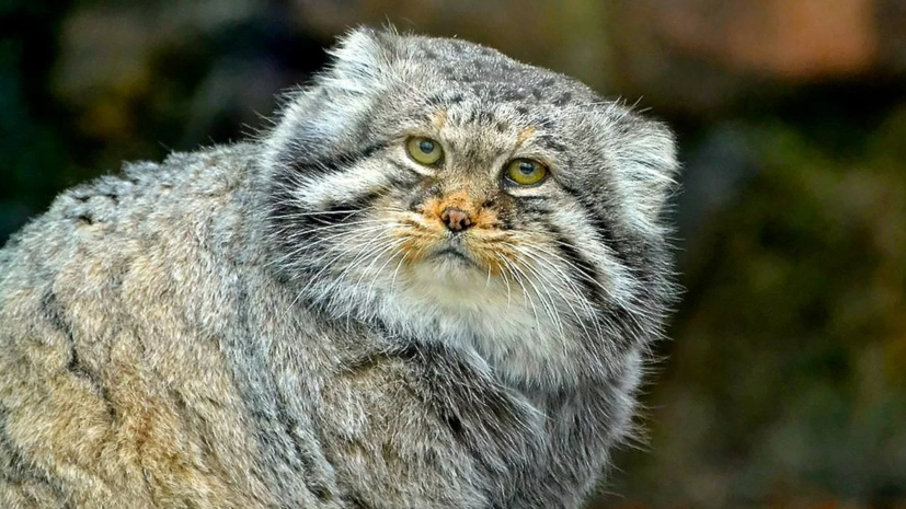 На арке главного входа в Московский зоопарк вновь появится барельеф с манулом