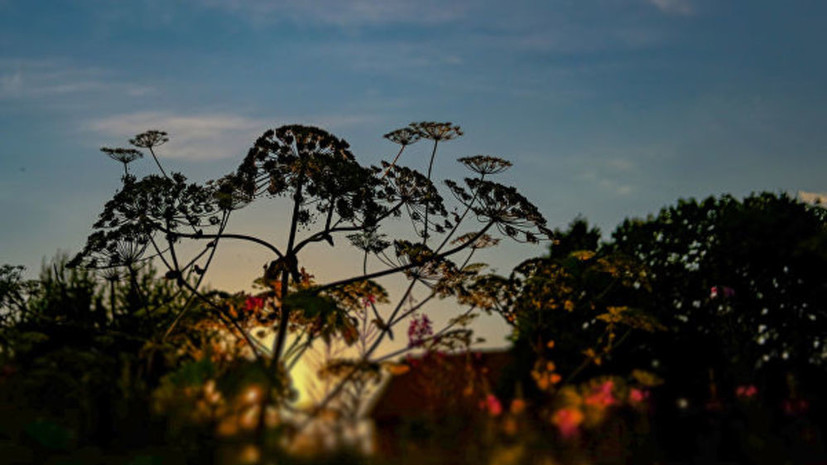 В Ижевске утвердили «дорожную карту» по борьбе с борщевиком