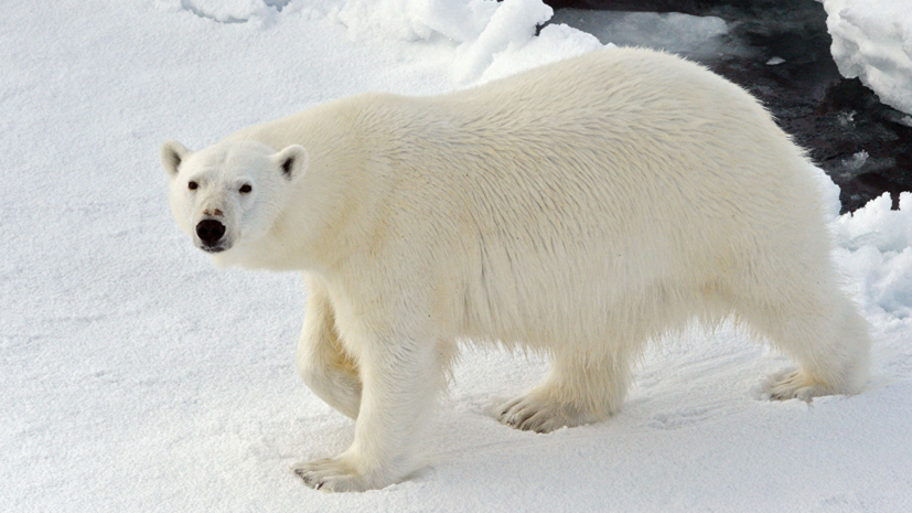 Власти заявили о снижении числа белых медведей вблизи посёлка на Новой Земле