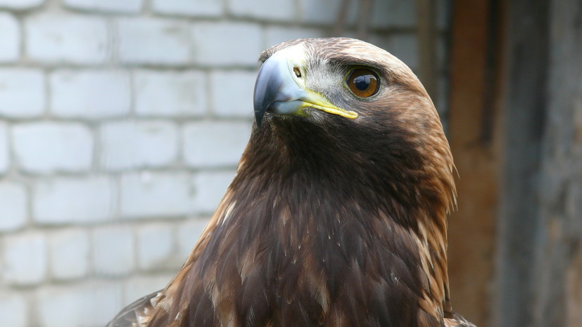 «Без предупреждения»: в Брянской области из-за формального соблюдения закона убили птиц, занесённых в Красную книгу