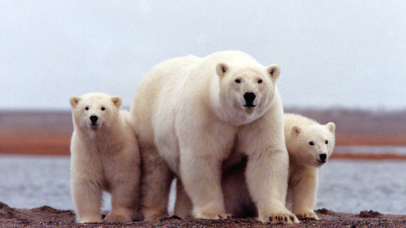 Режим ЧС из-за нашествия белых медведей на Новой Земле отменили