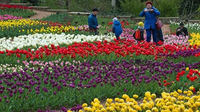 На Параде тюльпанов в Крыму представят около 100 тысяч цветков