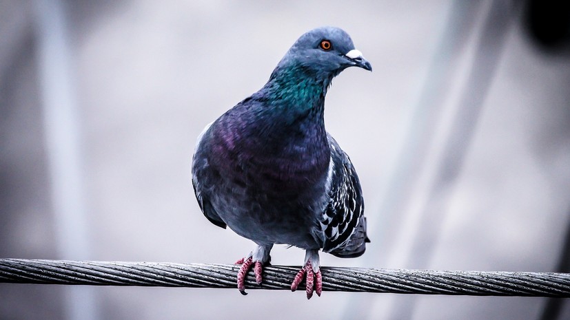 В Краснодарском крае организована проверка по факту массовой гибели птиц
