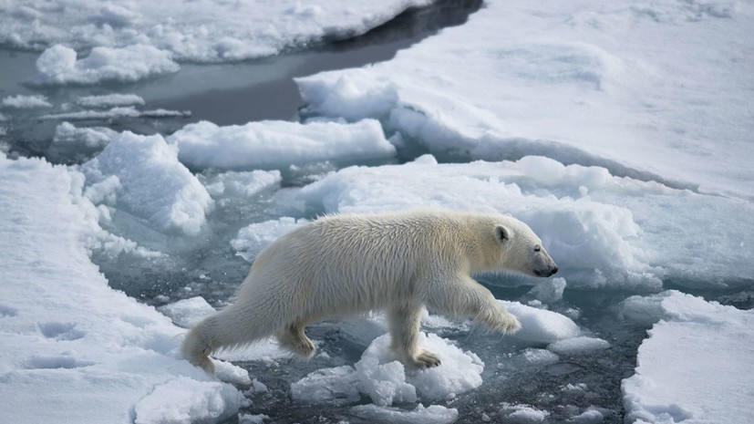 День полярного медведя отметят в Московском зоопарке 27 февраля