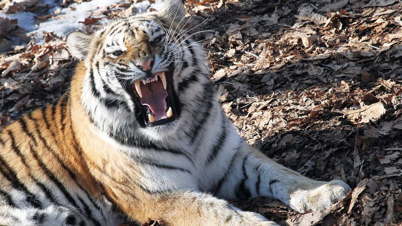 В Приморской тайге амурский тигр напал на человека