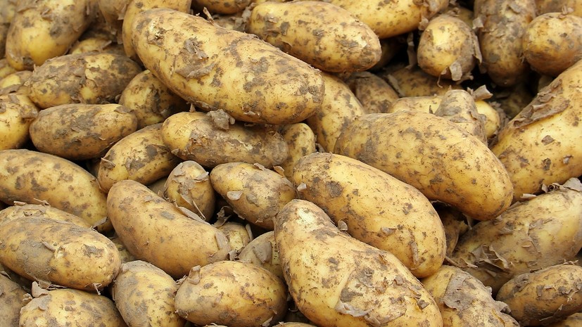 Белоруссия планирует начать экспорт картофеля в ЕС
