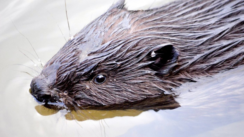 У Первого Бесединского моста в Москве поселились бобры