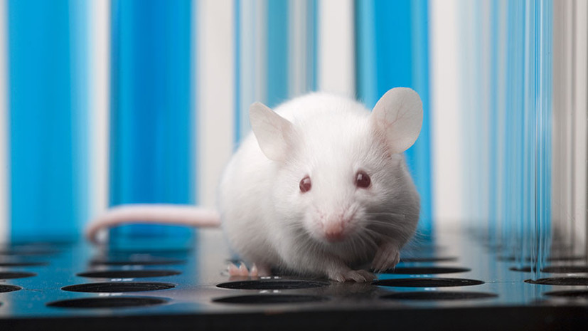 Ночное видение: исследователи «научили» мышей воспринимать инфракрасное излучение