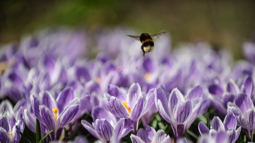 В Москве появятся сады ландшафтных дизайнеров из девяти стран
