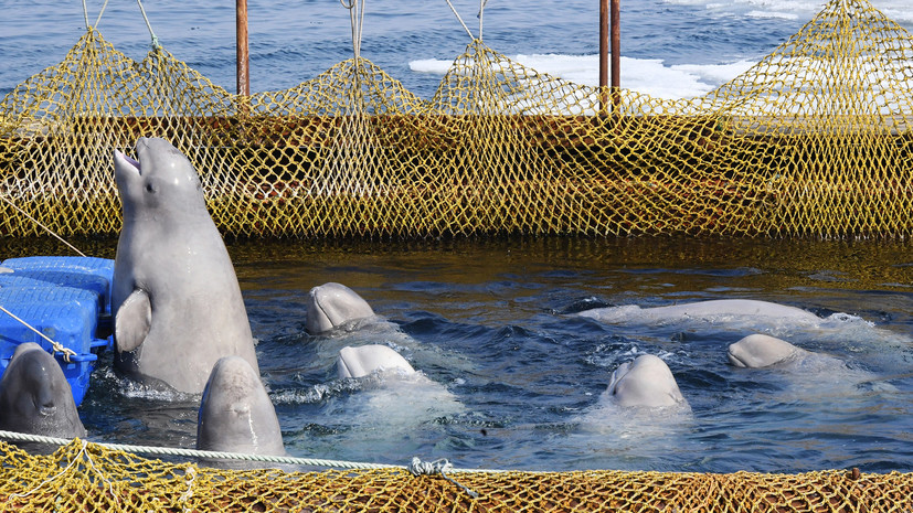 «Ситуация не разрешена»: администрация президента РФ проконтролирует освобождение животных из «китовых тюрем»