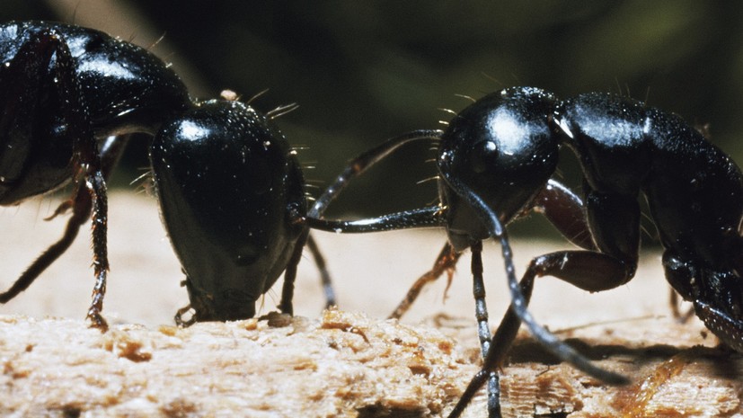 Природная аптека: как муравьи помогли российским учёным найти редкий антибиотик 
