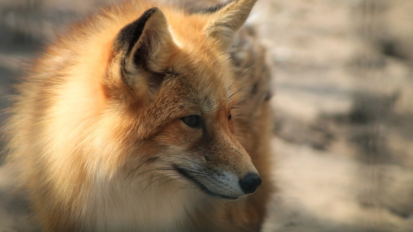 В двух сёлах Тюменской области ввели карантин по бешенству