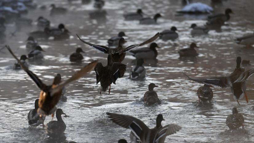 В Москве перезимовали более 32 тысяч водоплавающих птиц