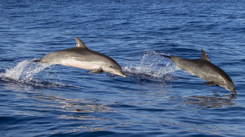 На Украине заявили о планах провести авиаучёт дельфинов в Чёрном море