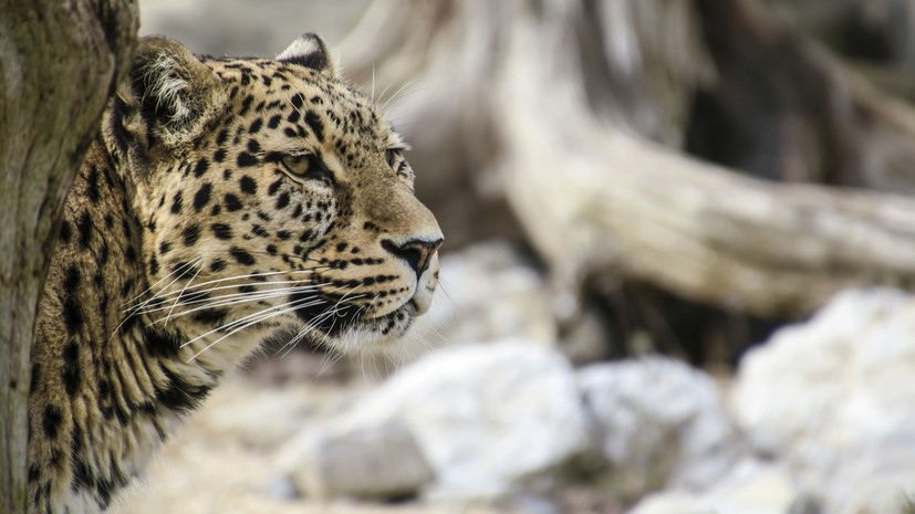В хабаровском зоосаде «Приамурский» прокомментировали сообщения о пропаже одного из леопардов