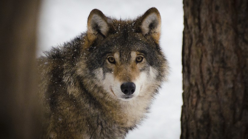 Эксперт прокомментировал увеличение популяции волков в России