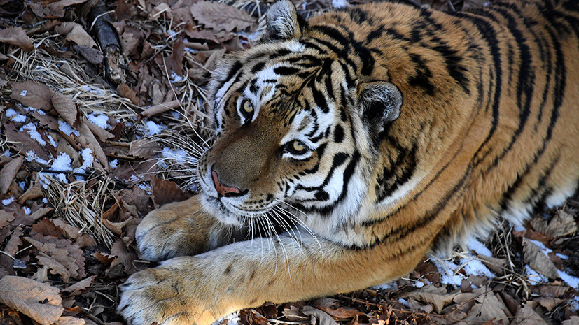 Власти Приморья намерены отдать тигра Амура в бесплатное пользование сафари-парку 