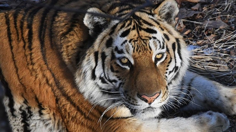 Житель хабаровского села застрелил задравшего корову амурского тигра