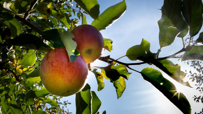 Россельхознадзор запретил ввоз турецких яблок через Белоруссию