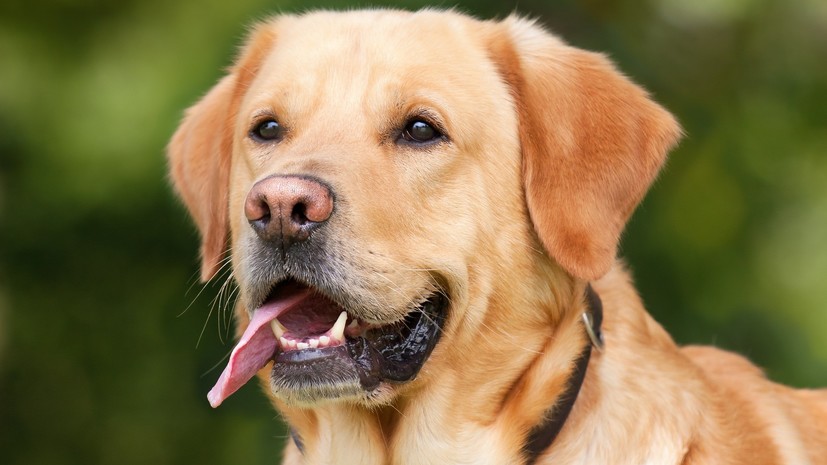 Названа наиболее популярная порода собак у жителей Москвы