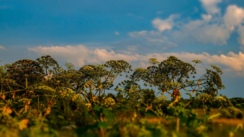 В Подмосковье направили более 321 млн рублей на борьбу с борщевиком в 2019 году