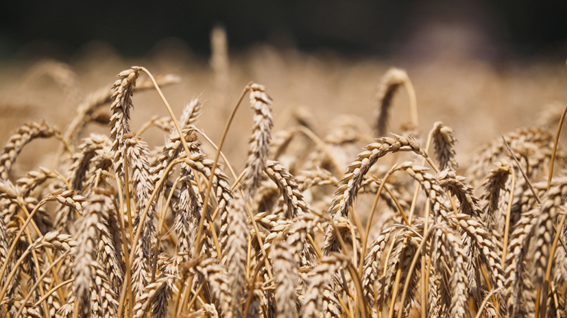 В Севастополе заявили о росте числа фермерских хозяйств в три раза с 2014 года