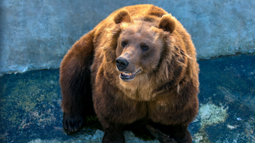 В Московском зоопарке после зимней спячки проснулись медведи