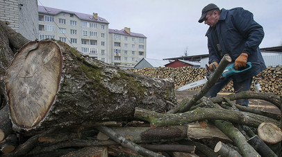 Заготовка дров в городе Золочев (Львовская область)