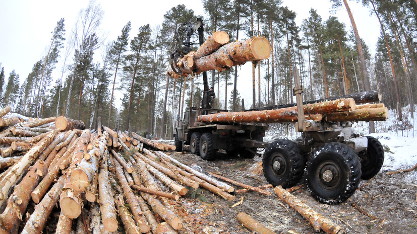 В Тверской области возбуждено дело по факту незаконной вырубки более 1,3 тысячи деревьев 