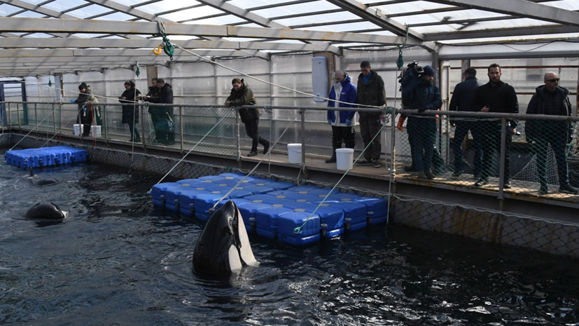 Советник Кусто рассказал об особом плане для животных из «китовой тюрьмы» в Приморье