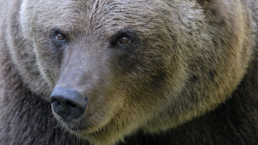 В Ингушетии полицейские застрелили напавшего на людей медведя