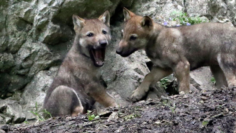 В зоопарке Самары шестерых волчат назвали в честь российских космодромов