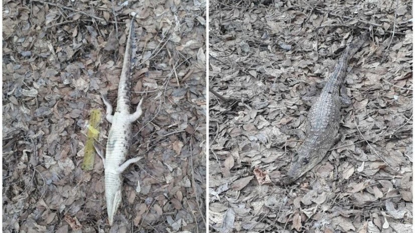 В Оренбургской области нашли мёртвого крокодила