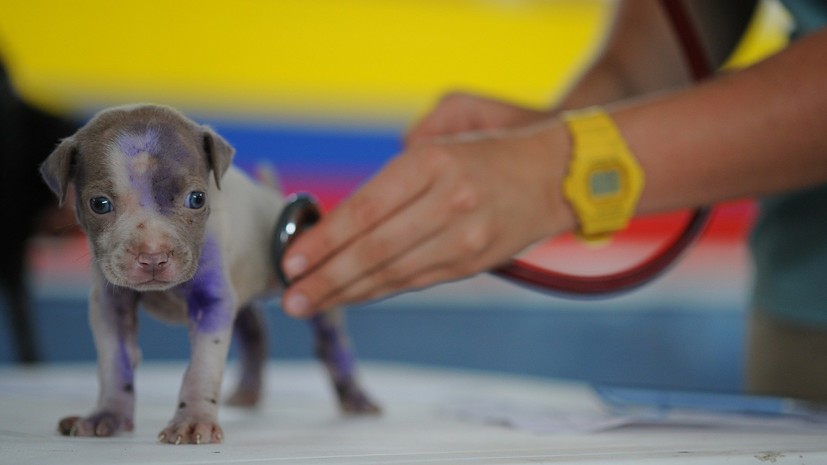 Международный ветеринарный конгресс пройдёт в Калининградской области с 17 по 20 апреля