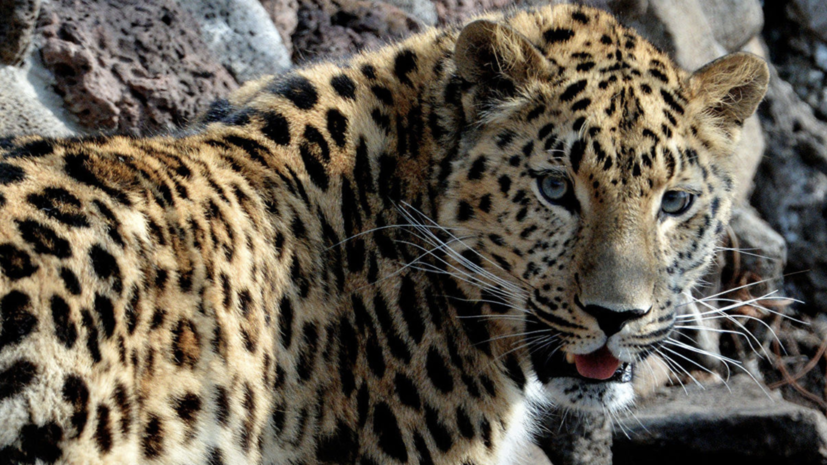 АНО «Дальневосточные леопарды» вошла в Международный союз охраны природы