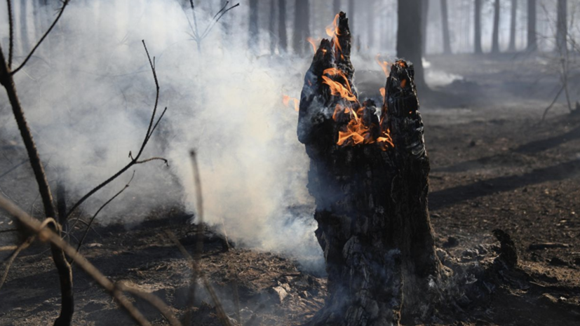 СК возбудил уголовные дела из-за масштабных пожаров в Забайкалье