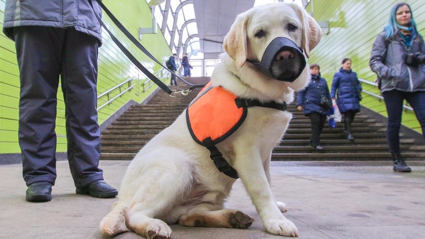 В Москве 27 апреля пройдёт акция «День с собакой-проводником»