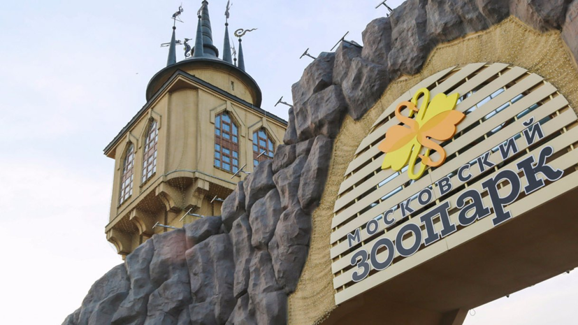 В Московском зоопарке родились птенцы кудрявого пеликана